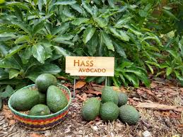 Avocado Hass